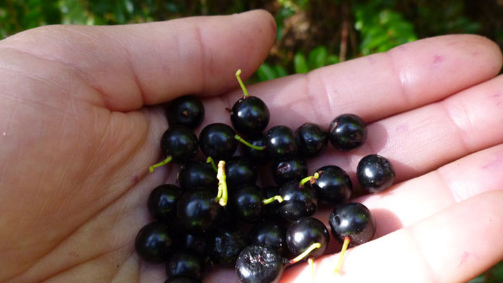 foraged blackberries