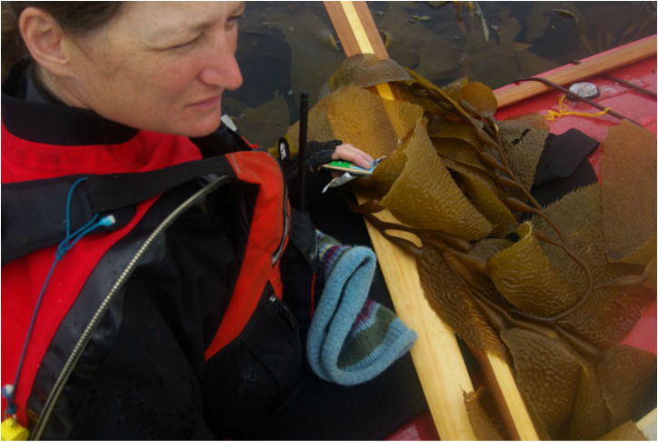 kayaking in a kelp bed