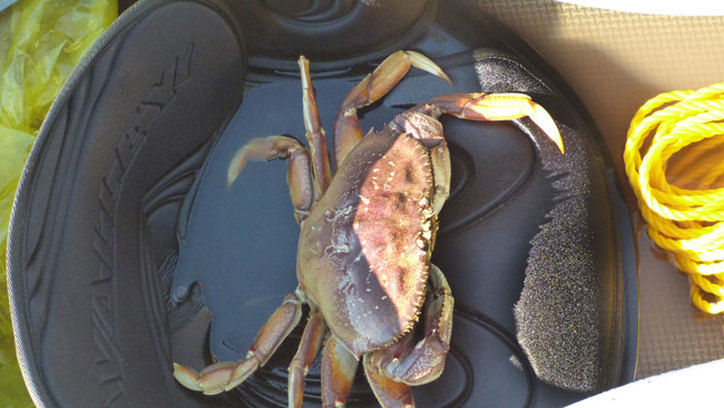 dungeness crab in kayak
